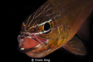 M O U T H B R O O D I N G
Cardinal fish with eggs (Apogo... by Irwin Ang 